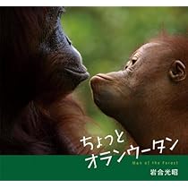 ちょっとオランウータン | 岩合 光昭 |本 | 通販 | Amazon